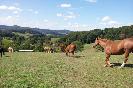 Blick in den Odenwald mit Pferden